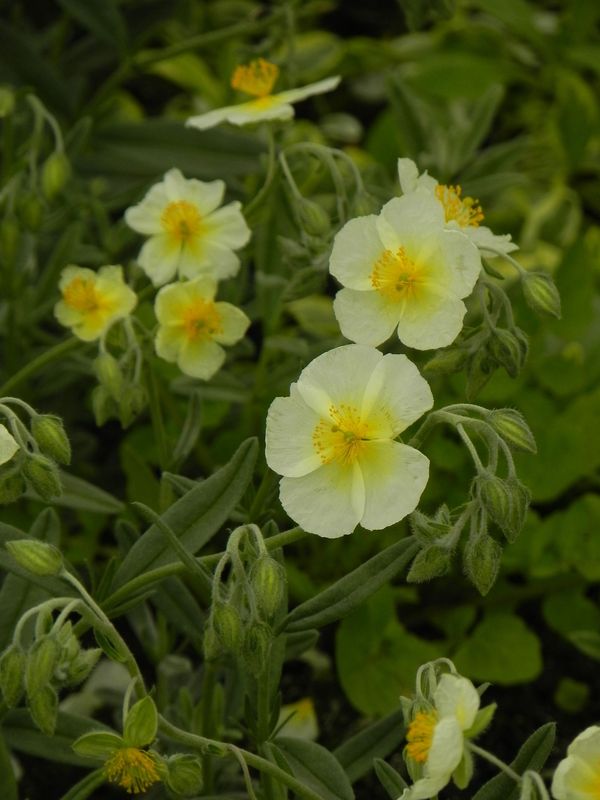Helianthemum x hybridum ‘Snow Queen’