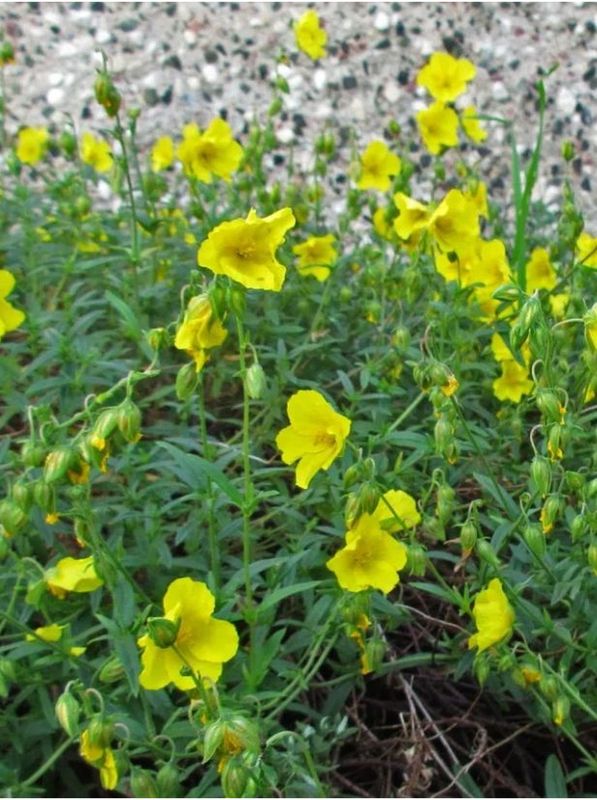 Helianthemum x hybridum ‘Golden Queen’
