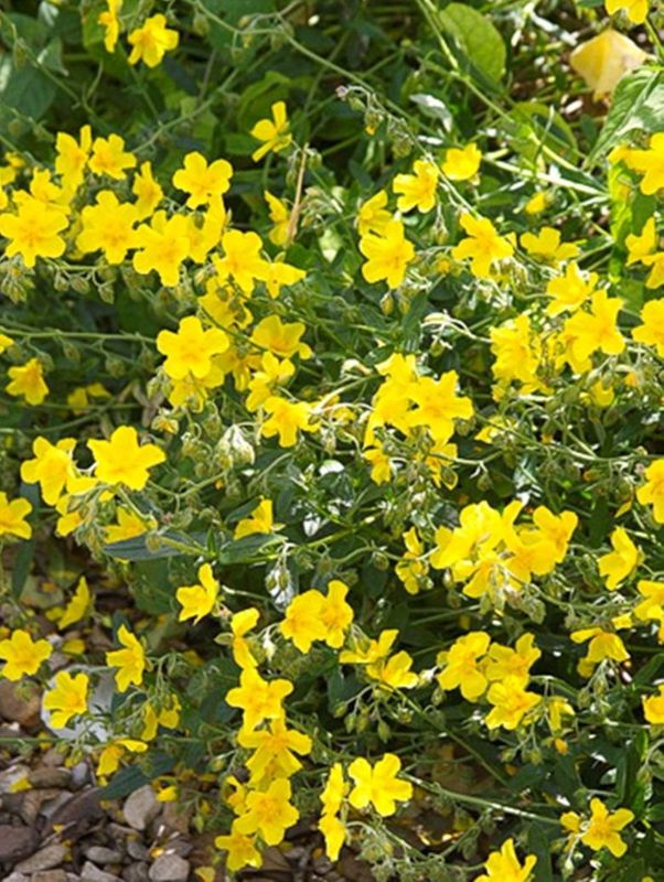 Helianthemum x hybridum ‘Golden Queen’