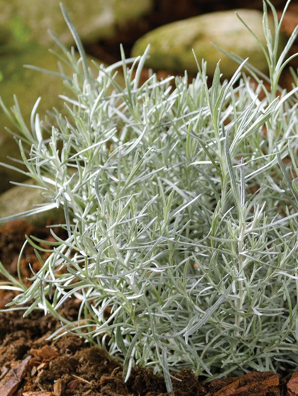 Helichrysum italicum ‘Compact Curry’