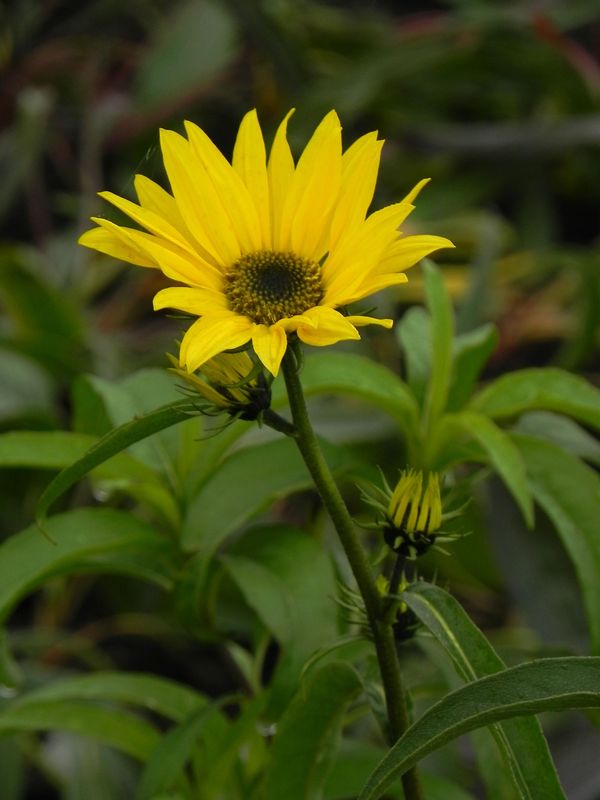 Helianthus maximiliani