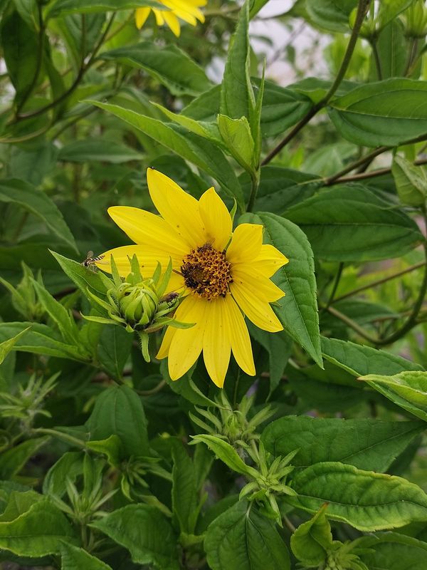Helianthus microcephalus ‘Lemon Queen’