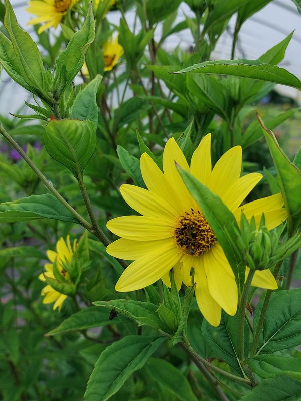 Helianthus microcephalus ‘Lemon Queen’