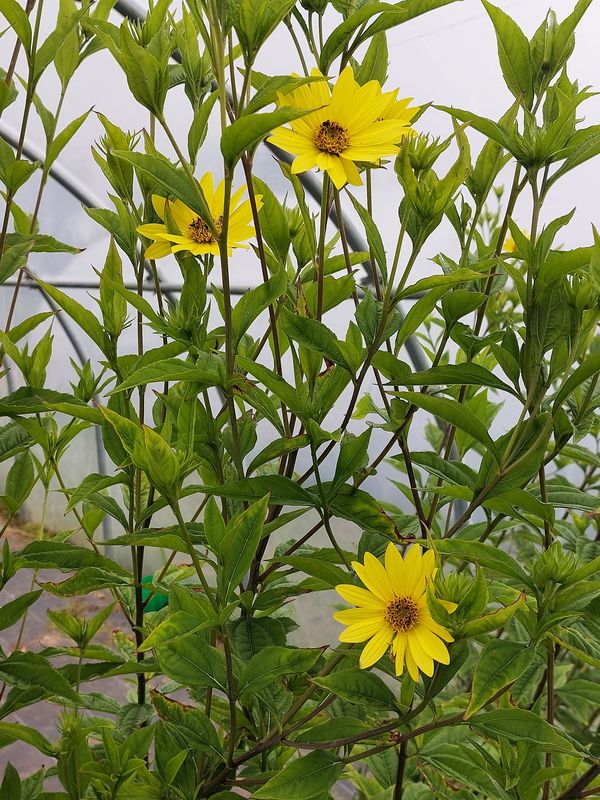 Helianthus microcephalus ‘Lemon Queen’