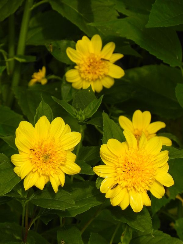 Helianthus multiflorus ‘Double Whammy’