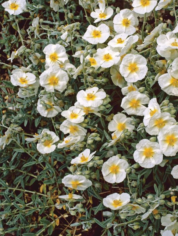 Helianthemum nummularium ‘The Bride’