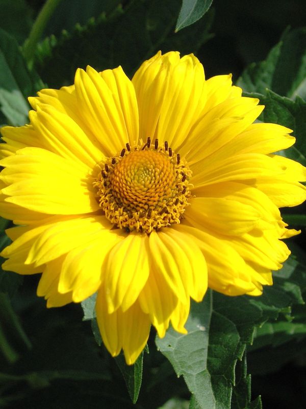 Heliopsis scabra