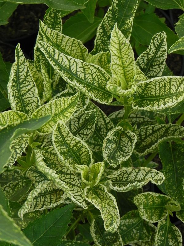Heliopsis scabra ‘Sunstrack’