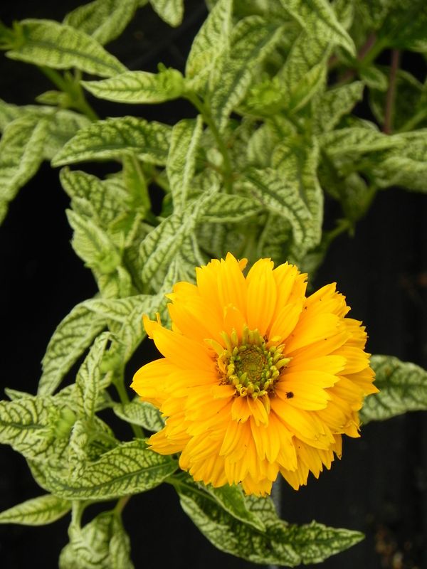 Heliopsis scabra ‘Sunstrack’