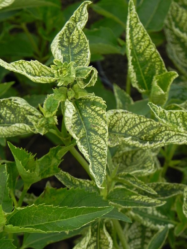 Heliopsis scabra ‘Sunstrack’