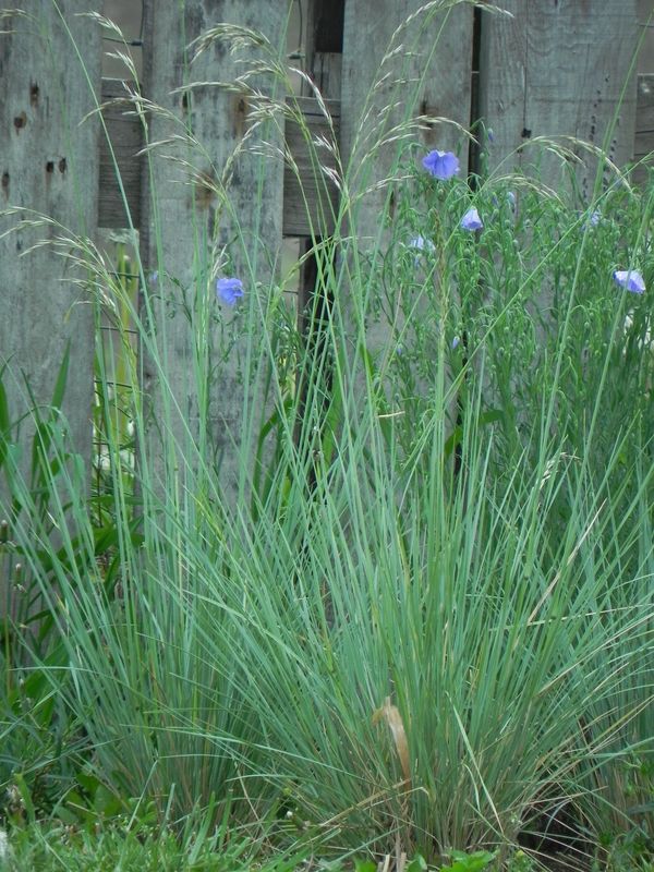 Helictotrichon sempervirens