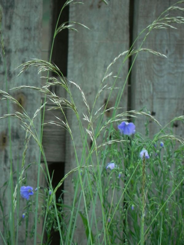 Helictotrichon sempervirens