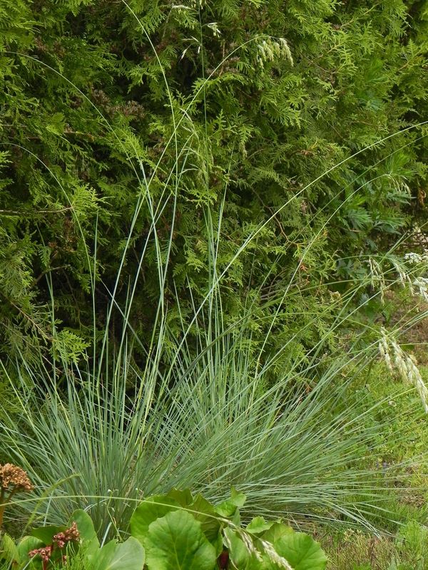 Helictotrichon sempervirens