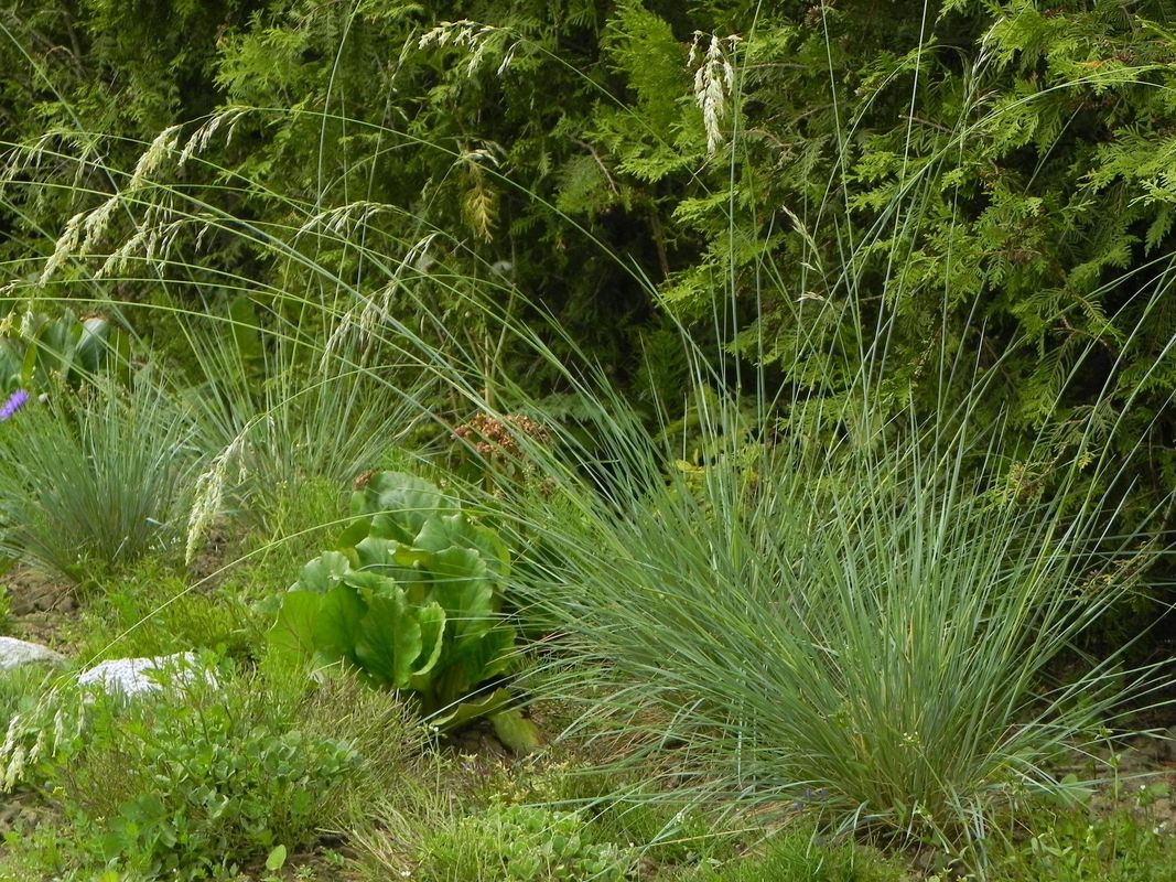 Helictotrichon sempervirens