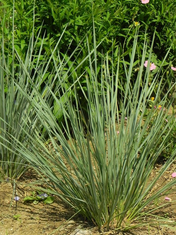 Helictotrichon sempervirens