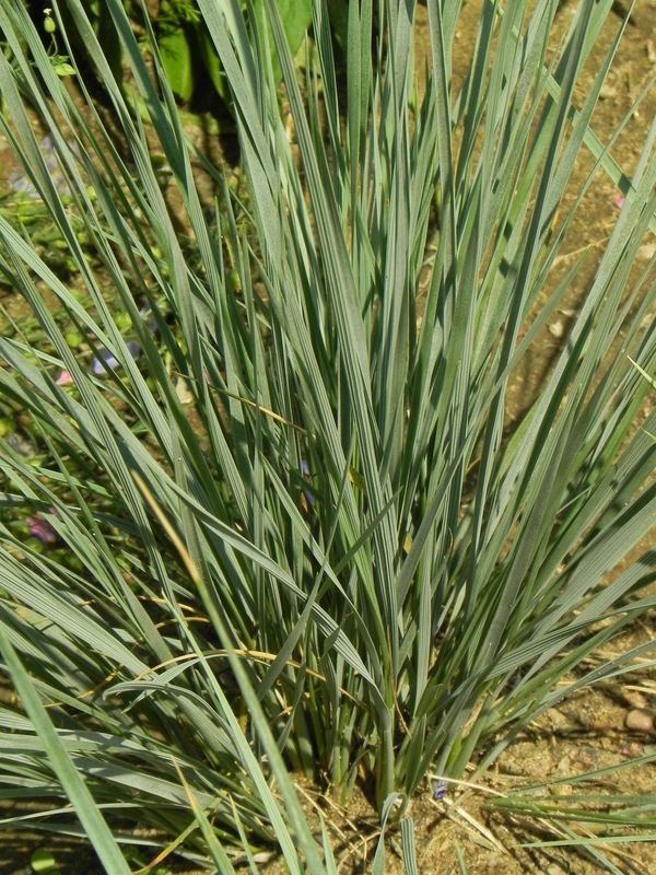 Helictotrichon sempervirens