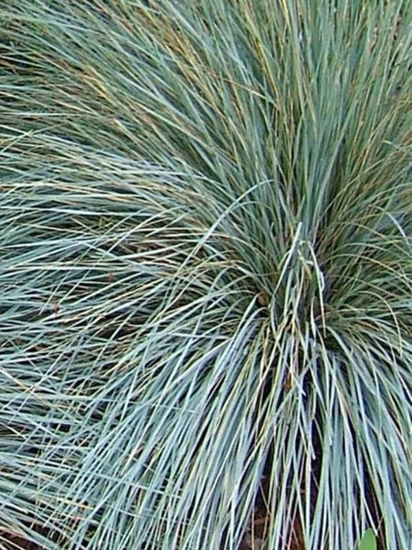 Helictotrichon sempervirens ‘Saphirsprudel’