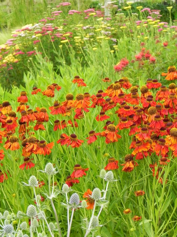 Helenium hybridum
