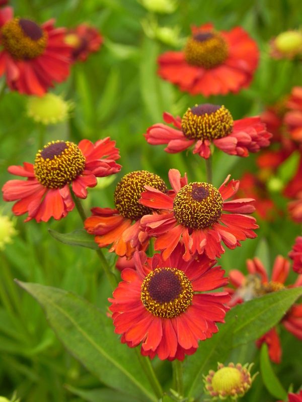 Helenium x ‘Ruby Charm®’