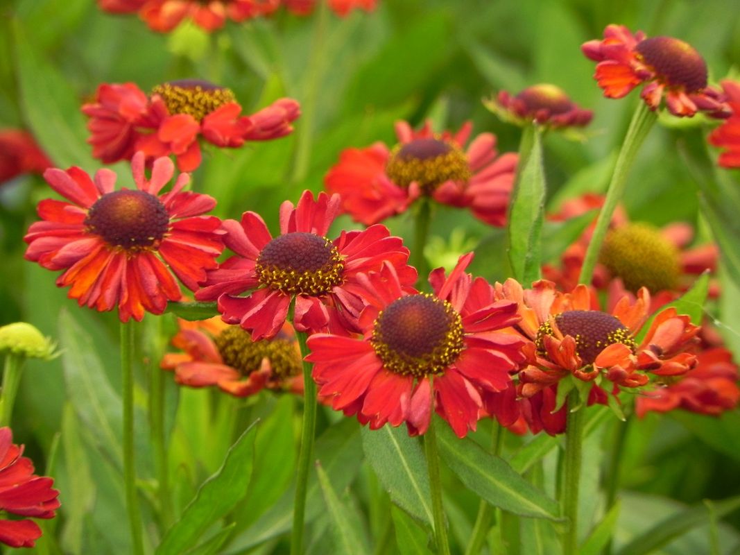 Helenium x ‘Ruby Charm®’