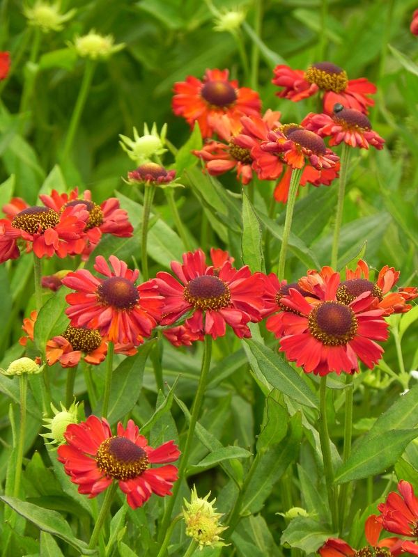 Helenium x ‘Ruby Charm®’