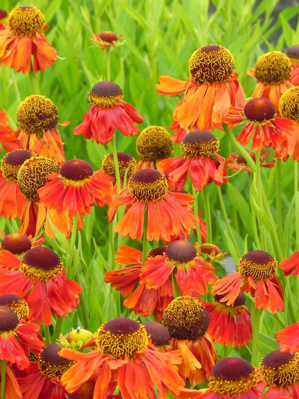Helenium x ‘Moerheim Beauty’