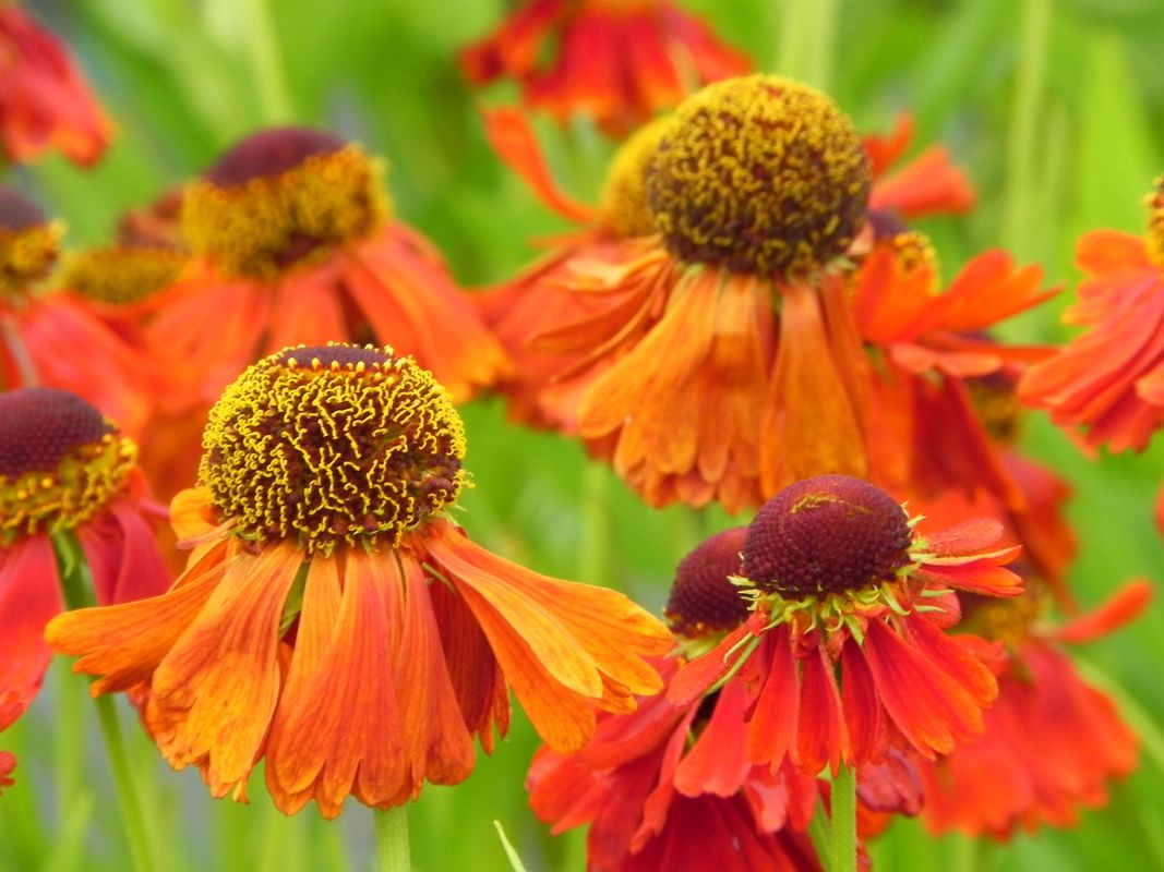 Helenium x ‘Moerheim Beauty’