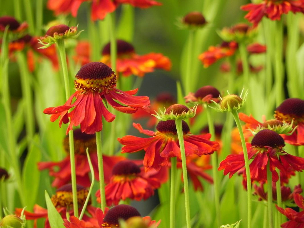 Helenium x ‘Moerheim Beauty’