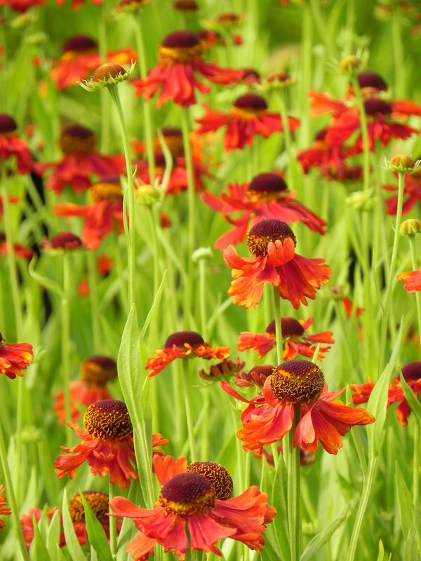 Helenium x ‘Moerheim Beauty’