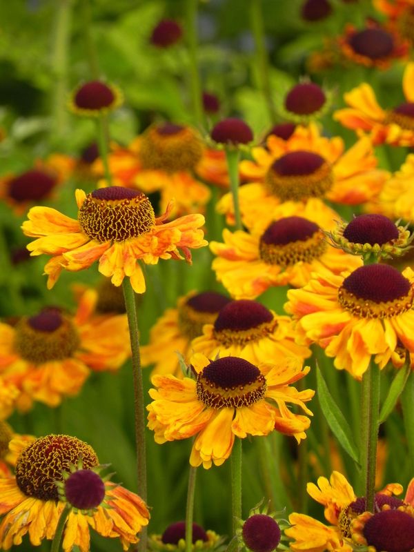 Helenium autumnale ‘Carmen®’