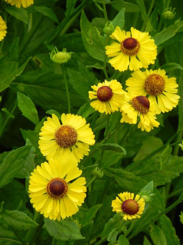 Helenium x ‘Goldrausch’