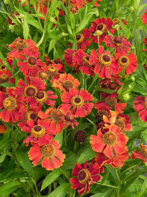 Helenium x ‘Potter`s Wheel’