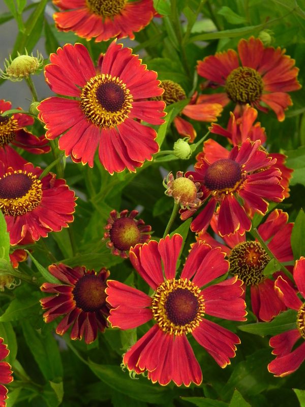 Helenium x ‘Potter`s Wheel’