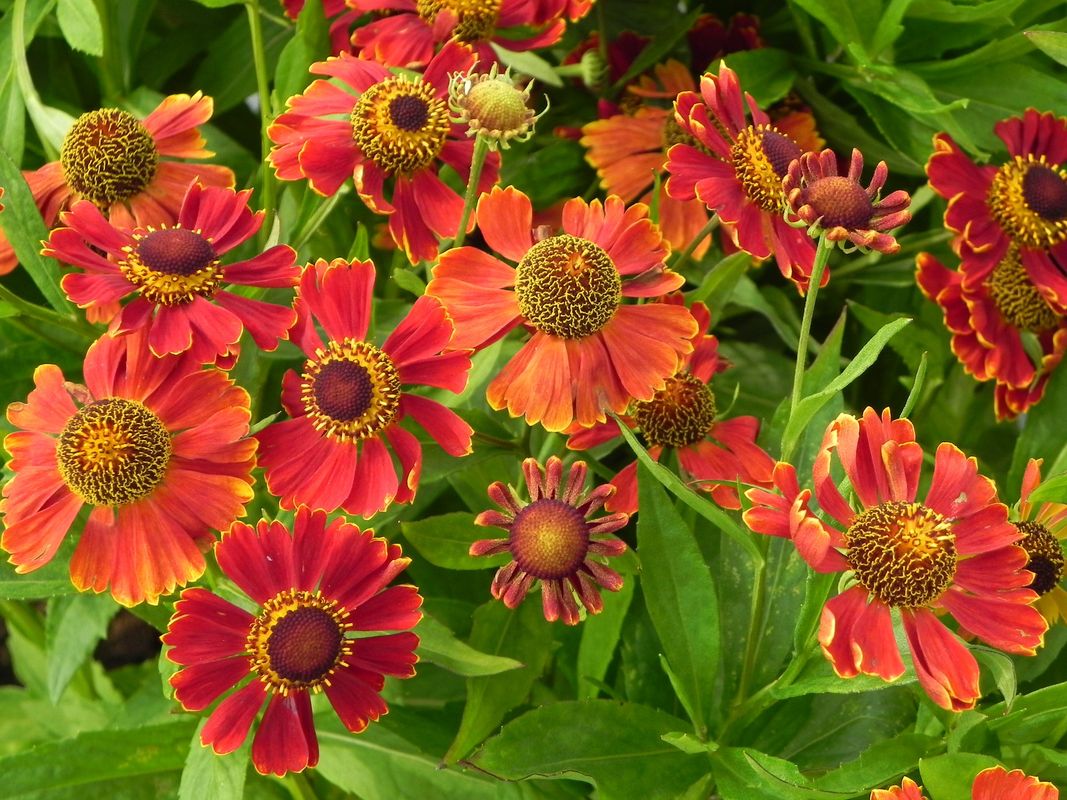 Helenium x ‘Potter`s Wheel’