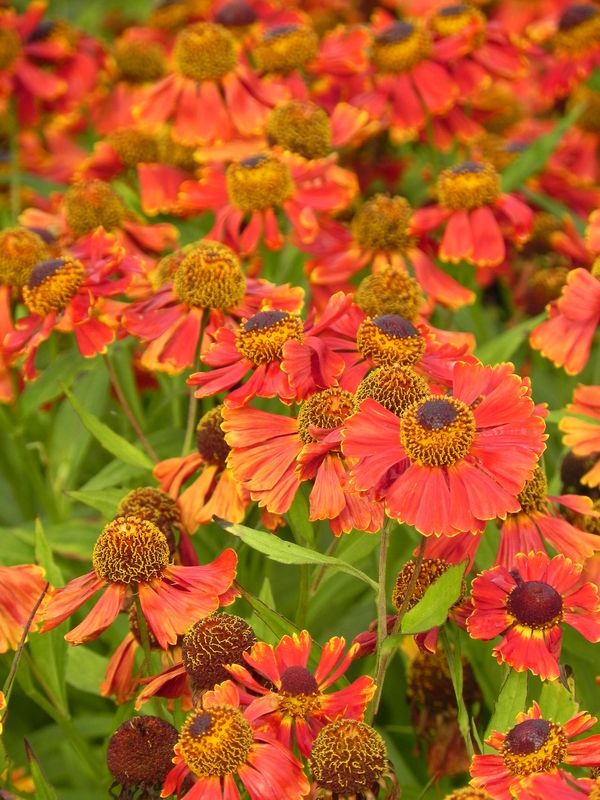 Helenium x ‘Potter`s Wheel’