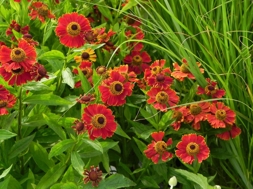 Helenium x ‘Potter`s Wheel’