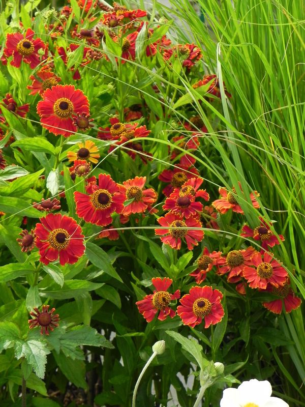 Helenium x ‘Potter`s Wheel’