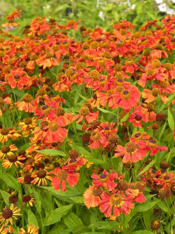 Helenium x ‘Potter`s Wheel’