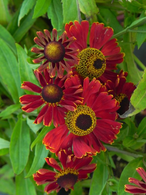 Helenium x ‘Potter`s Wheel’