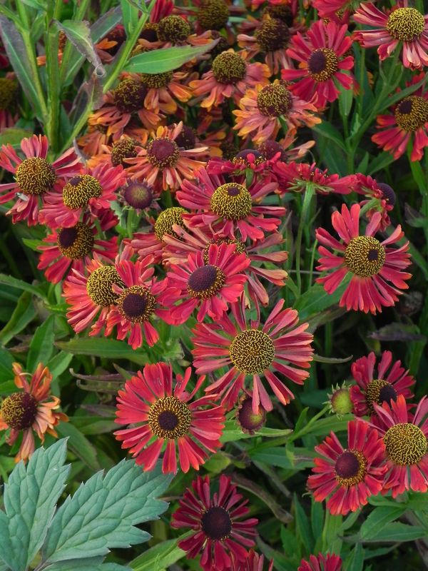 Helenium ‘Siesta’