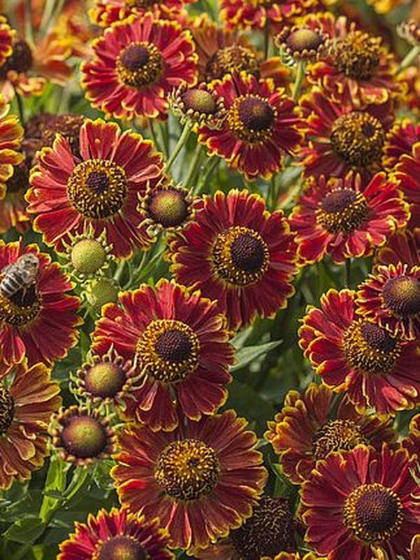 Helenium hybridum ‘Bandera’