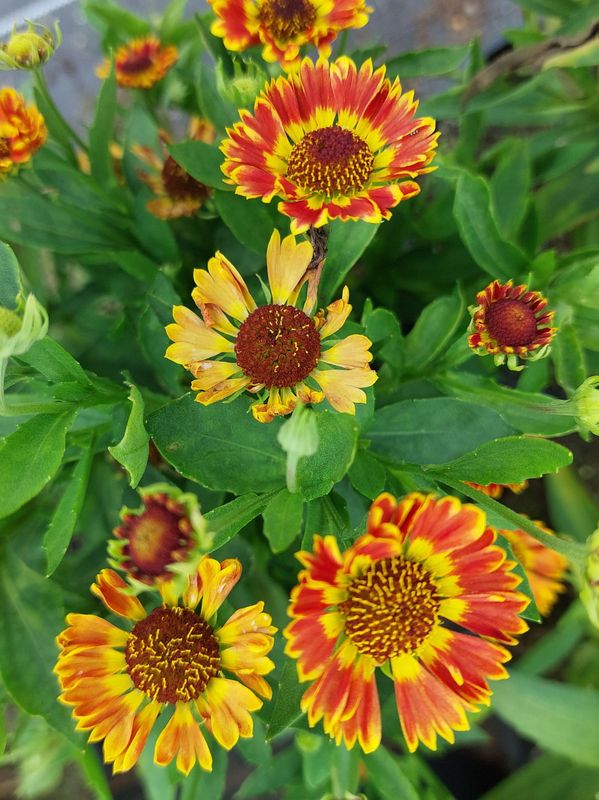 Helenium hybridum ‘Ranchera’