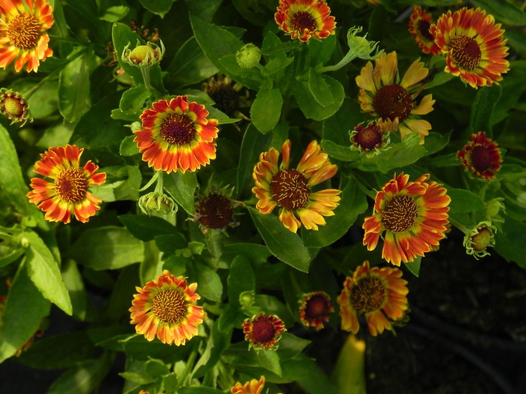 Helenium hybridum ‘Ranchera’