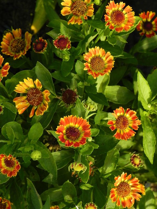 Helenium hybridum ‘Ranchera’