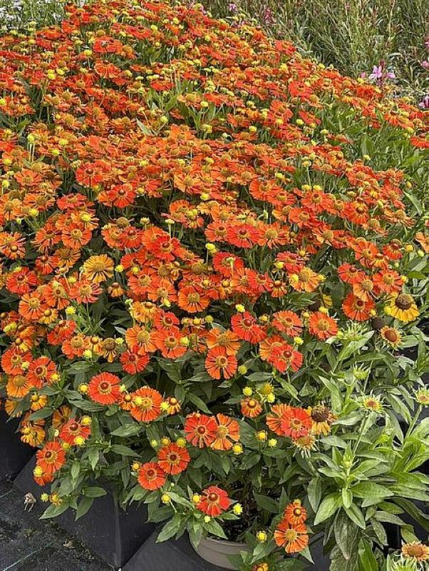 Helenium hybridum ‘Little Orange’