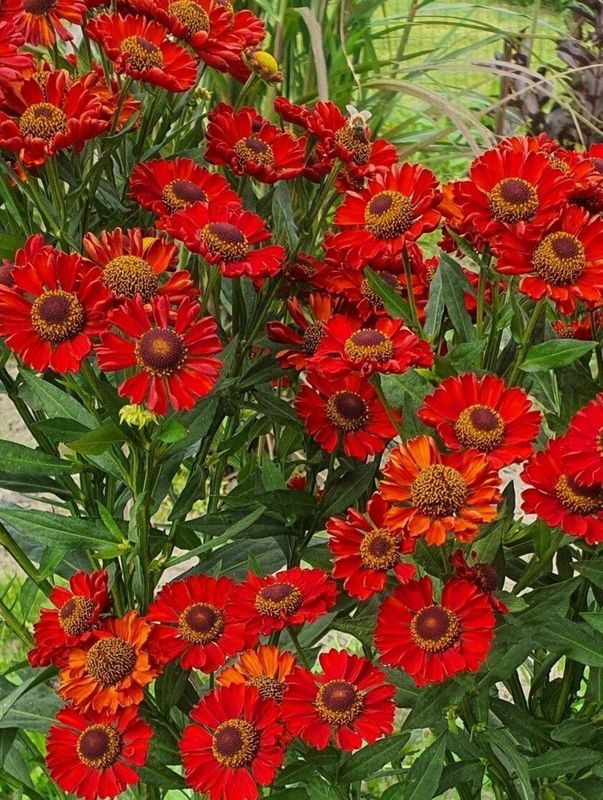 Helenium x ‘Hot Lava’
