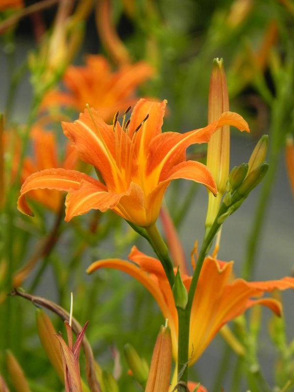 Hemerocallis fulva
