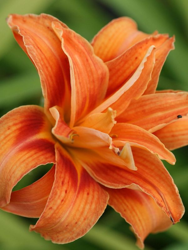 Hemerocallis fulva ‘Kwanso’