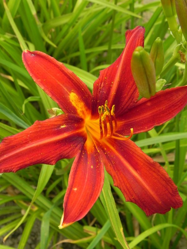 Hemerocallis hybrida ‘Crimson Pirate’