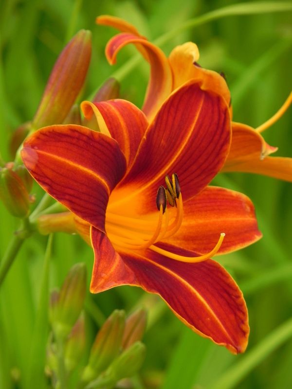 Hemerocallis hybrida ‘Flaming Sword’